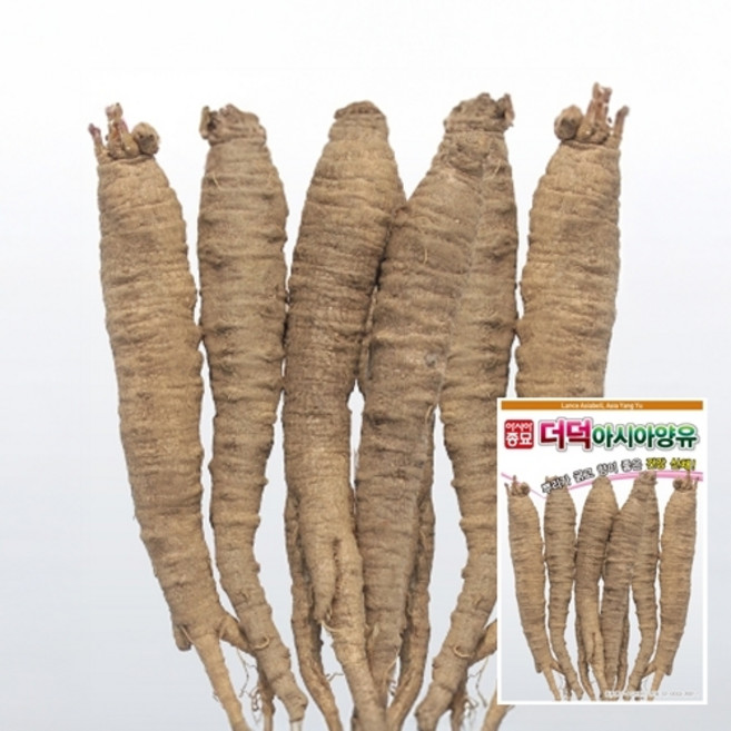 아시아 더덕 씨앗 3g, 1개