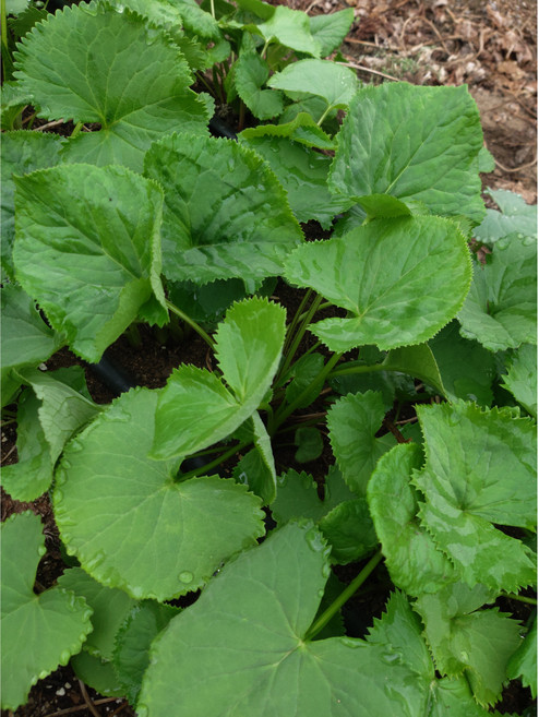 [곰배령농산물] 인제 26년 햇 봄나물 곰취나물 산나물 1kg