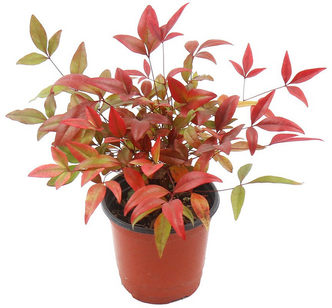 갑조네 남천(소품) 실내 공기정화식물 실내화초 화분 노지월동 화단꾸미기 키우기 쉬운 식물, 1개