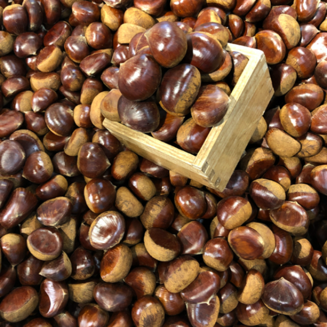 청년상회 공주밤 햇밤 알밤 약단밤 생율밤, 공주밤 대8kg(2173)