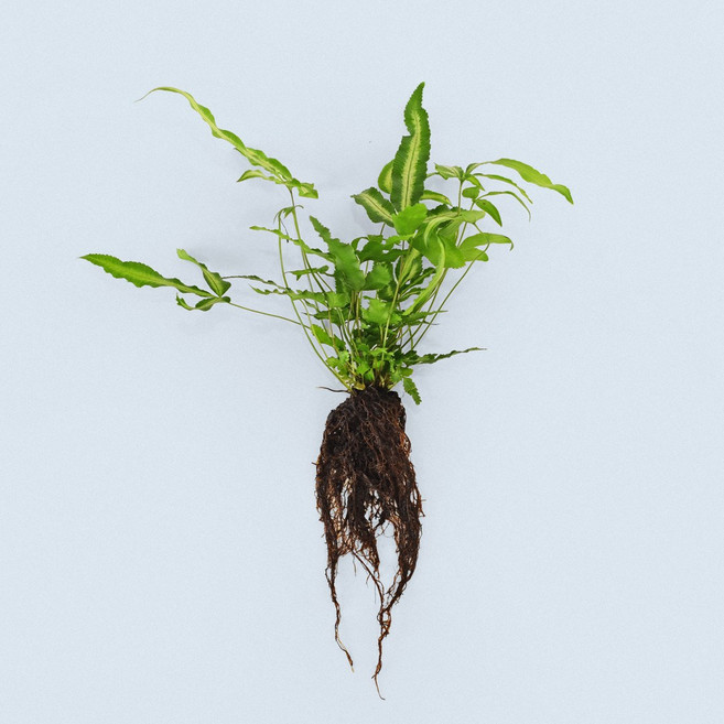 마이플랜트 푸테리스 알보 세척 모종 소형 수경재배식물, 1개