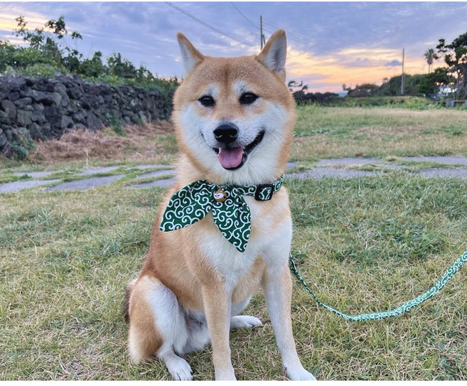 강아지 방울 목줄 스카프목줄 당초무늬 리본 케이프, 그린, 1개