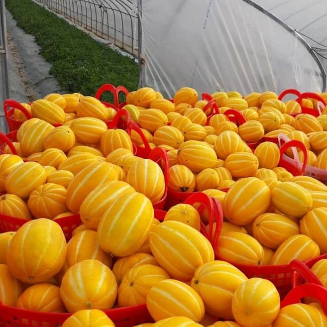 공주네농장 성주 참외, 02. 가정용 흠과 2KG / 중과, 1박스