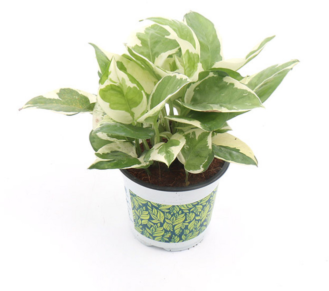 갑조네 엔조이 스킨답서스 공기정화식물 실내공기정화 걸이형식물 수경재배, 1개