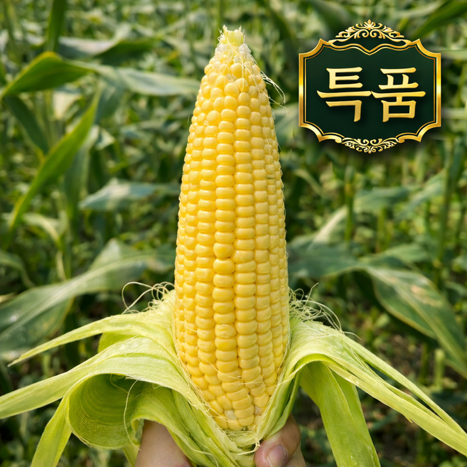 [100박스한정] 강원도 농장직송 친환경 초당 옥수수 특품, 1박스, 10개입