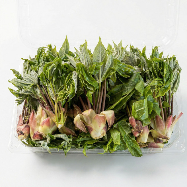 4월 14일 첫 순차출고 강원도 두릅 엄나무순 개두릅, 1개, 1kg