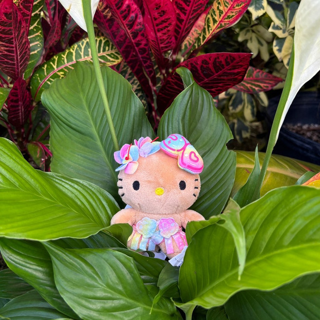 [정품] 알로하소일 하와이 태닝 키티 ABC 산리오 인형 키링 열쇠고리, 1개, 1 50주년키티