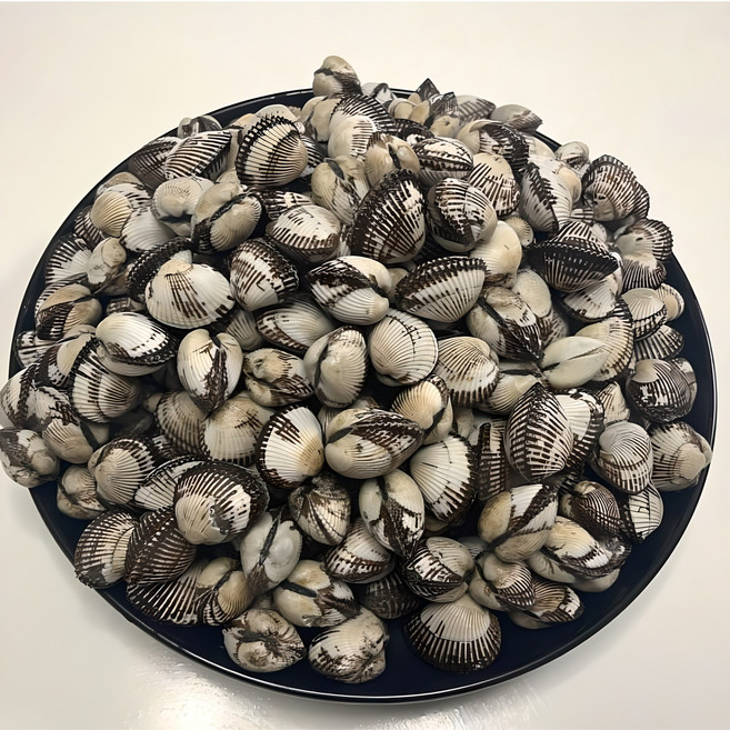 남해안 벌교 새 꼬막 여자만, 1개, 2kg