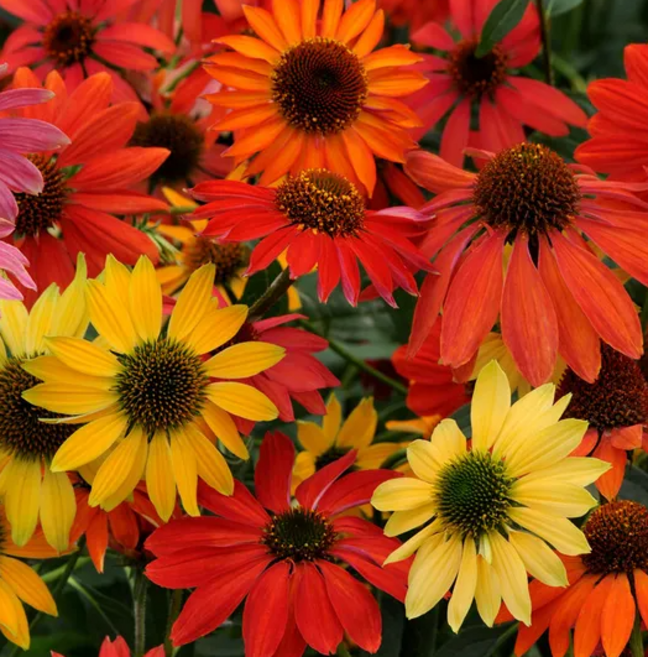 다년초사랑농원 에키네시아 샤이엔스피릿 혼합 (2포트묶음) [노지월동 다년초 꽃모종 여름꽃 가을꽃], 2개