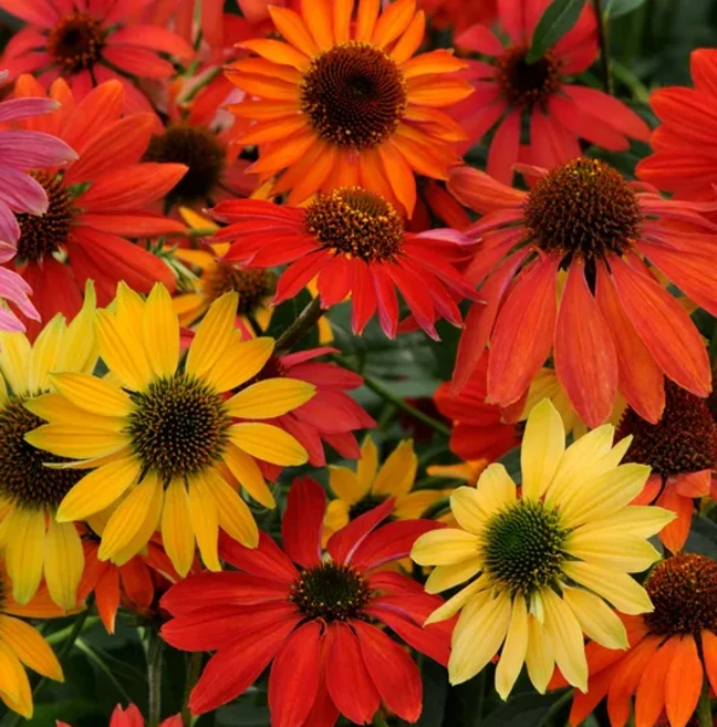 다년초사랑농원 에키네시아 샤이엔스피릿 혼합 (2포트묶음) [노지월동 다년초 꽃모종 여름꽃 가을꽃], 2개 - 쿠팡