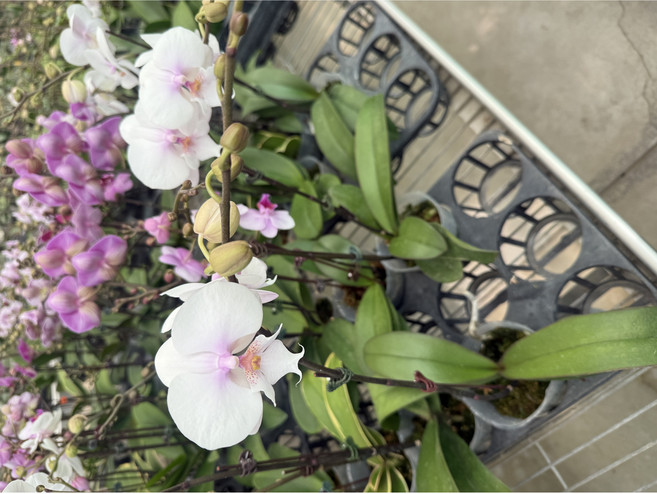 白粉鼻鬍鬚中輪花蝴蝶蘭 (3.5吋盆栽), 單梗, 1件