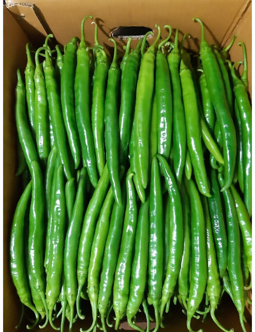 달고 아삭한 롱그린(아삭이고추), 1kg, 1개