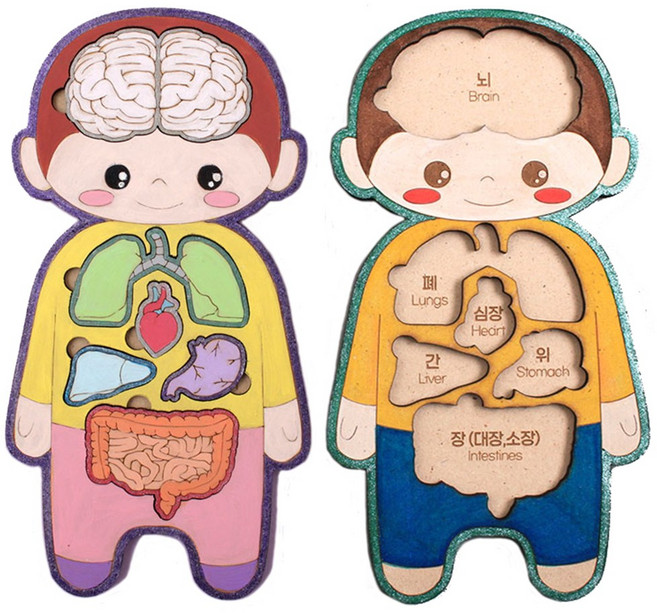 [아이디몬] 우리몸 인체의신비 팬시우드 DIY 꾸미기