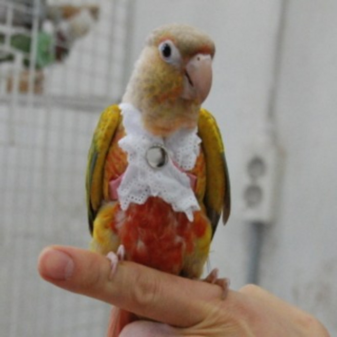 신상품 - 중형하네스 몸줄입니다 앵무새아닙니다.^^, 핑크(주문 메세지에 키우는 새 적어주세요), 1개