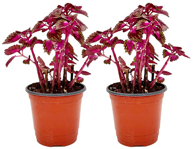 1+1 콜레우스 페어웨이로즈 코리우스 호리우스 희귀무늬 소형 관엽식물, 1개