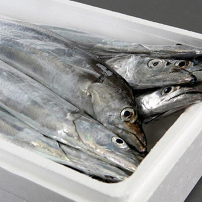 청룡수산 제주 생물은갈치7미(75~80cm내외), 7개, 단품