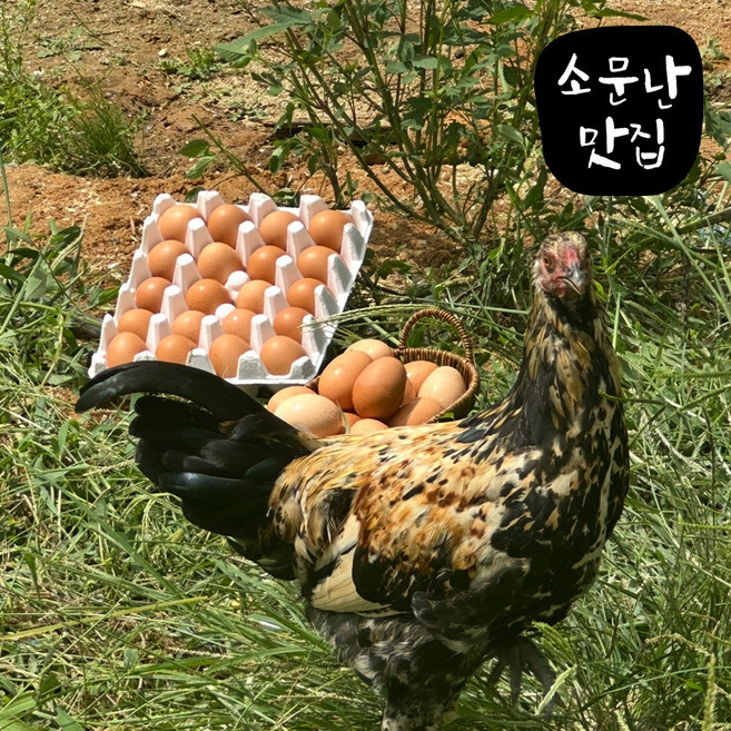 소문난맛집 유정란 난각번호1번 계란 대란 자연방사 무항생제 HACCP인증, 3개, 20구