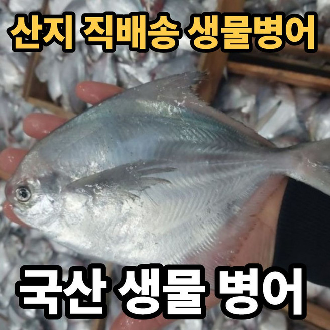 국내산 조림용 생물 병어 활 병어, 1박스, 8~10미(1kg)