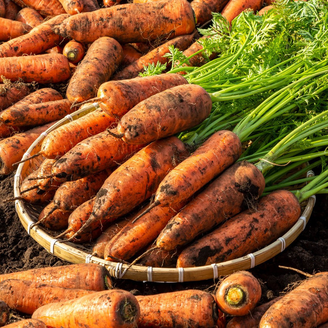 흙당근 구좌당근 제주직송 햇당근 왕 당근, 1개, 10kg