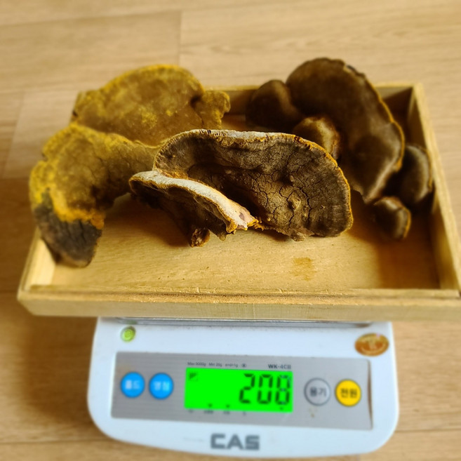 대물 상황버섯 201g 국내자연산 재배아님 강원고산 직접채취 국산 야생 그대로 보관 손질