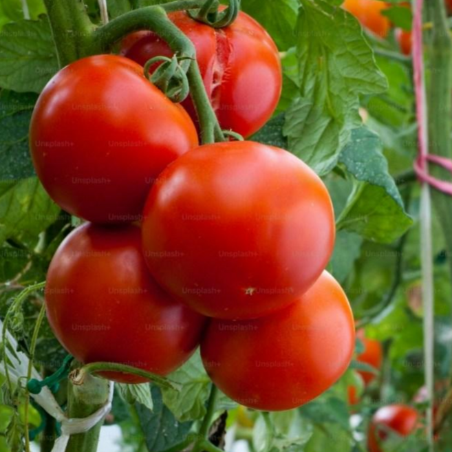가성비 최고! 실속형 완숙토마토 / 가정용 / 신선 산지직송 /, 1박스, 토마토 대과 5kg