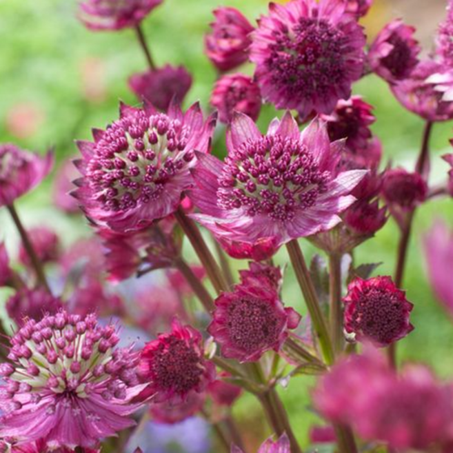 아스트란티아 '스타오브뷰티' [1포트] (복남이네야생화 Astrantia major Star of Beauty), 1개