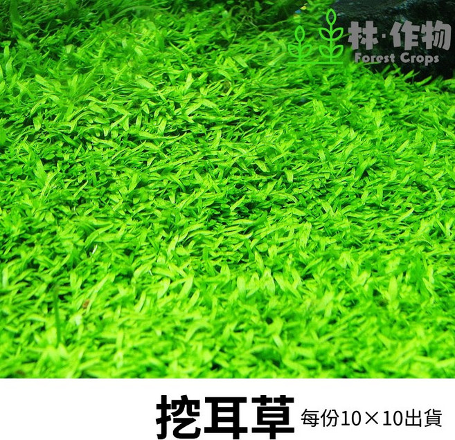《林作物》水草 (水中葉) 10*12CM 前景水草 陽性水草, 1個