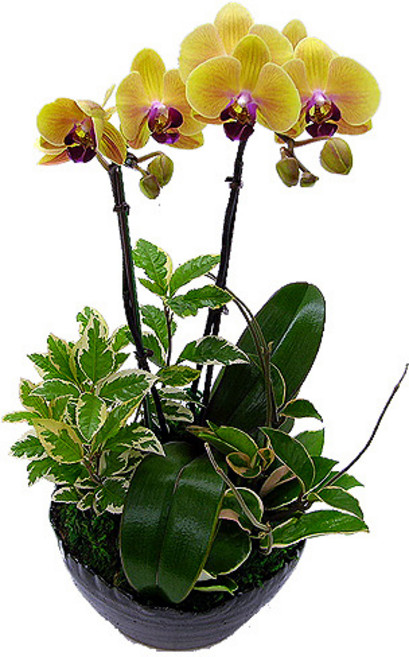 엔젤플라워 화려한서양란 BEST 개업호접란 만천홍 기념일선물, A02 골드호접, 1개