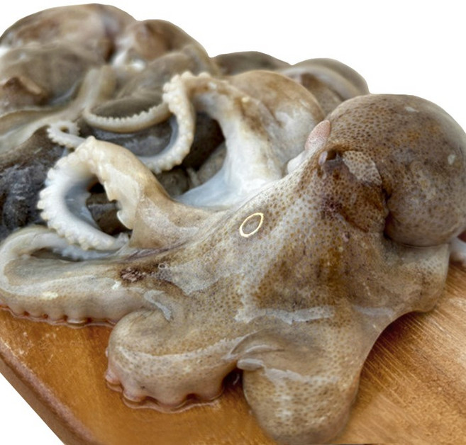 [산지직송] 새벽조업 쭈꾸미 제철 서해안 봄 활 생물 알 국내산, 1kg, 1개