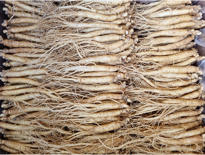 영업용삼계탕 짠잔이251g(17-27뿌리) 백숙용 튀김용 업소용 무료세척 무료산지배송 현대만석인삼사, 252g, 1개