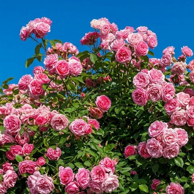 목하원예조경 겹안젤라덩쿨 레오나르도다빈치 망포트 넝쿨장미 개화주 묘목 노지월동 여름꽃 덩굴 장미, 1개