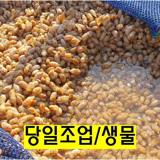 [산지직송] 제철판다 국산 진동 미더덕 생물 손질 참미더덕 오만둥이, 1개, 오만둥이 1kg(생물)