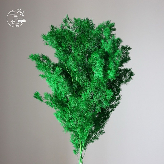 無名精選 乾燥花束 星辰 滿天星 情人草 卡斯比亞 蓬萊松 永生花 禮物 佈置, 大把 蓬萊松/綠色/80克