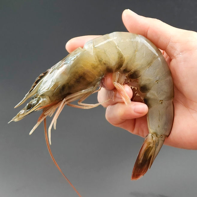 미자네농수산 신안 흰다리새우 왕새우, 1개, 1kg(28미내외)