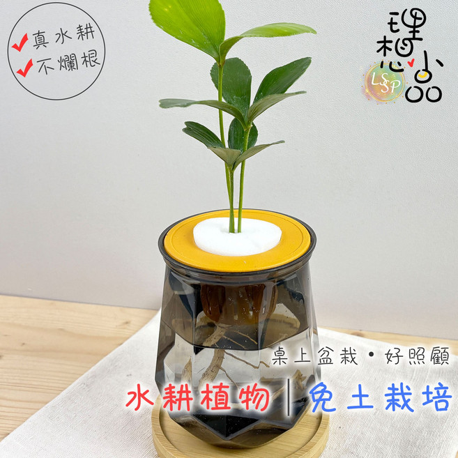 小品文化 幸運樹 水耕植物 塑膠鑽石瓶款, 幸運樹+塑膠鑽石盆-透黑色, 1個