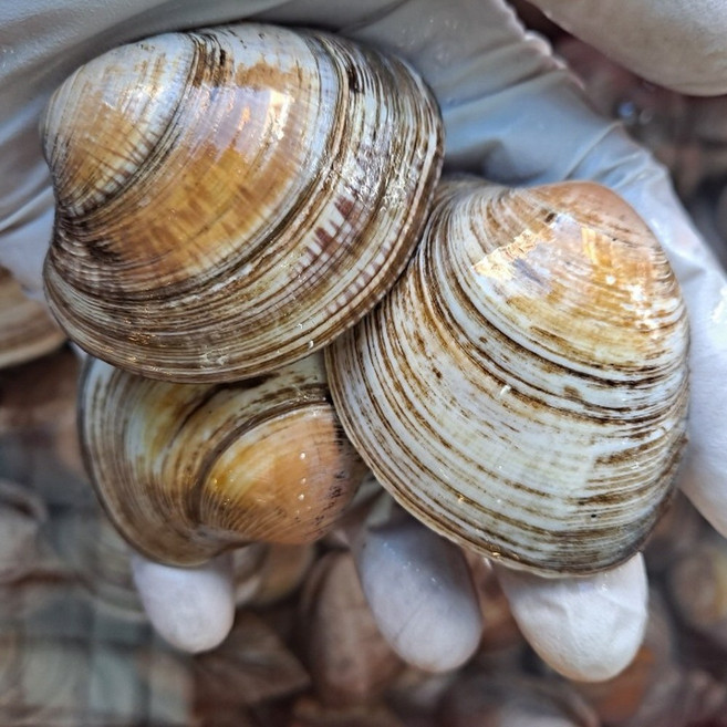 요리하는 아들 당일조업 신선한 알맹이 큰 백생합 2kg, 1+1 백생합 총 2kg, 1개