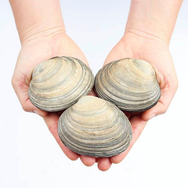 숨비해물 거제도 해녀 자연산 대합(개조개)1kg(중10~13미내외), 1개, 1kg