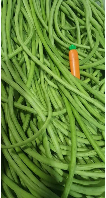 (차씨네숍)흰줄콩 동남아시아야채 국내재배흰줄콩 500g, 1개