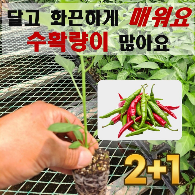 [2+1] 엔젤농장 매운고추모종 베트남 인도 땡초, 5개
