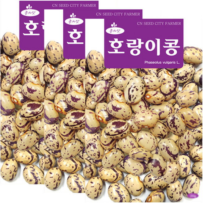세인화분 호랑이콩 30g, 3개