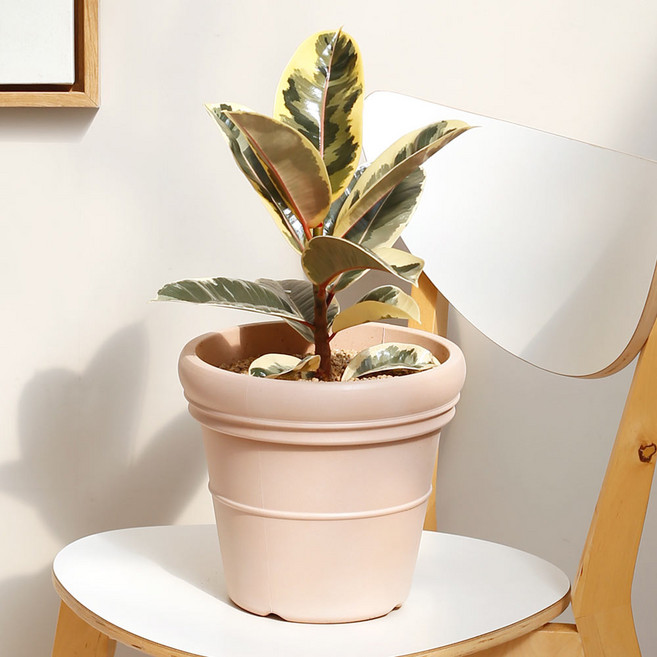 수채화 고무나무 중형 화분 토분 수지화분 라탄바구니, 더블링바소 수지화분 22호 베이지