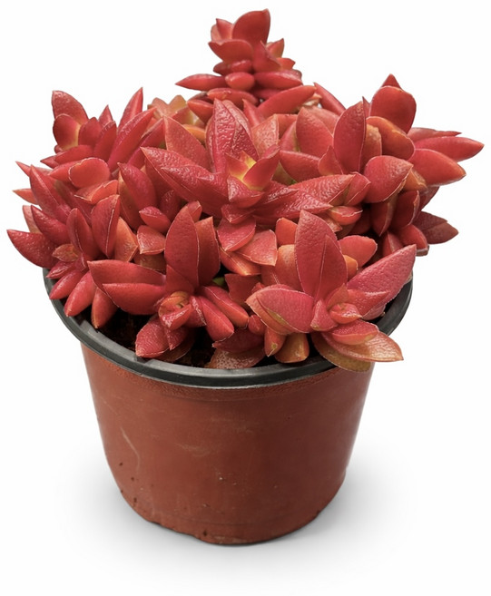 적귀성 10cm 다육 에키베리아 붉은색 Echeveria 대성식물, 1개, 레드