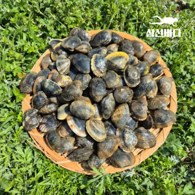 참바지락 2kg 제철 자연산 동죽 조개 술찜 칼국수 파스타 감바스 깐바지락, 1개, 깐 참바지락 200g