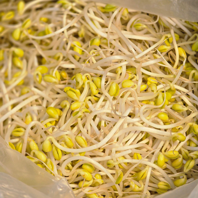 100% 무농약 국내산 지하암반수 국산콩나물, 1개, 1kg