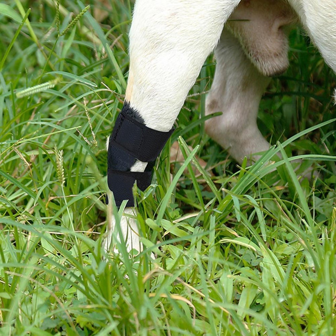 예삐스토어 강아지 슬개골 무릎 보호대 관절 보호 운동 보조 노령견 소형견, 블랙M, 1개