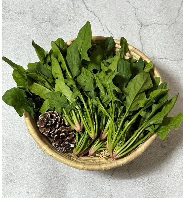 보물섬 남해 시금치, 1개, 1.5kg