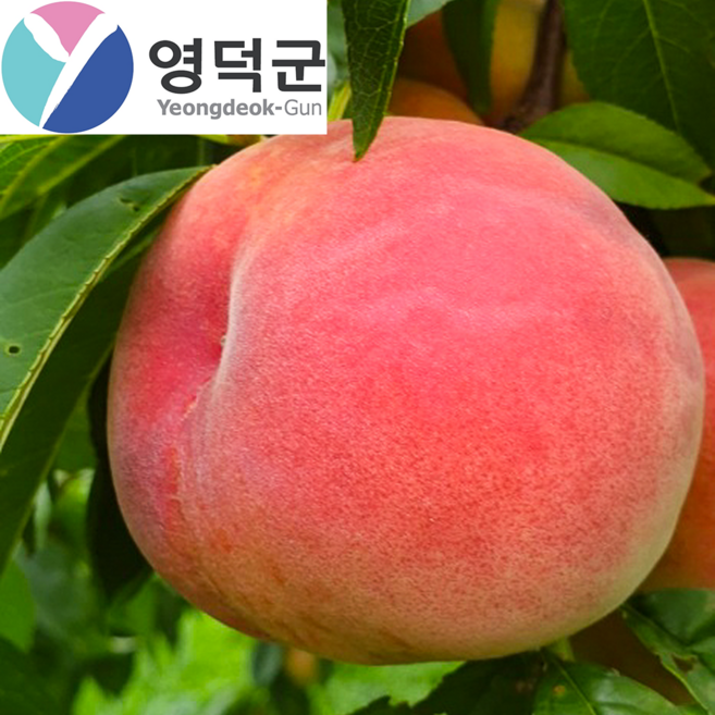 초고당도 영덕 딱딱이 복숭아 15brix, 1박스, 10kg (중과)