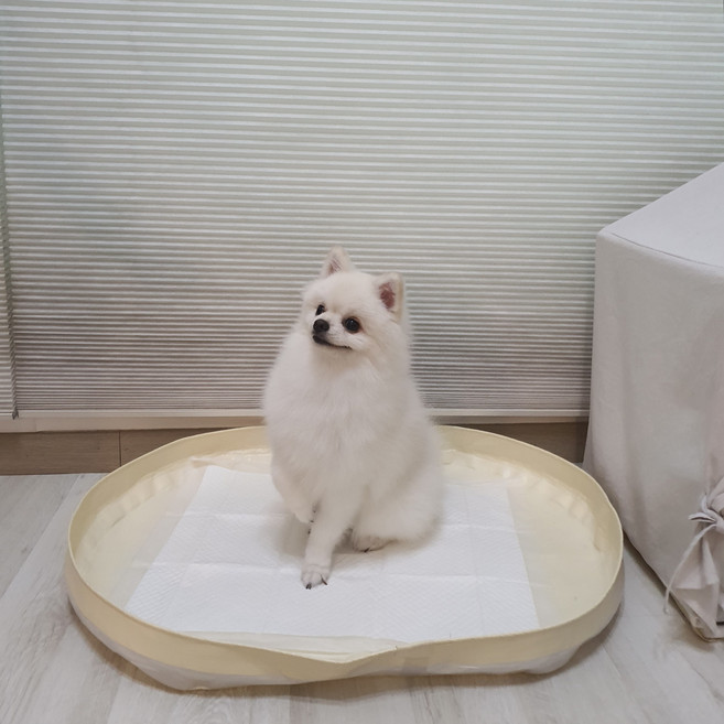피피 강아지 애견 수컷 배변판 배변매트 방수 화장실, 1개