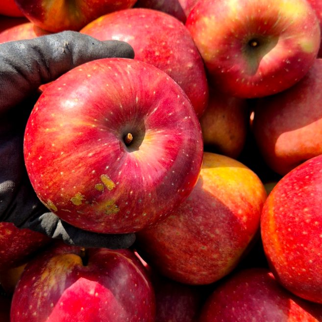 은하수농장 가정용 사과 기획상품, 1개, 02.주스용 흠집 사과 5kg
