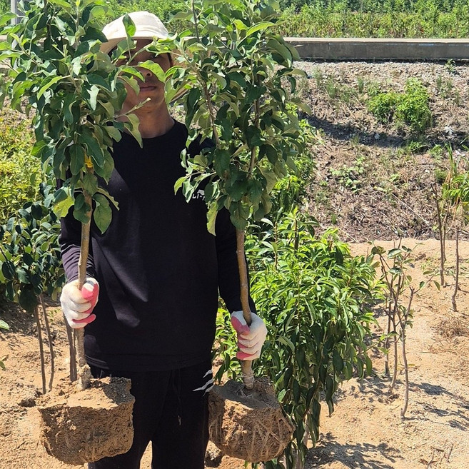 사과나무 묘목 부사후지3년결실주, 부사후지3년 분묘